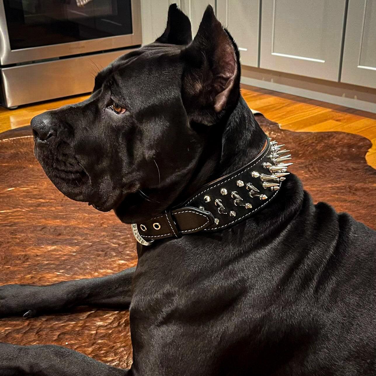 The "Big Boy" Collar, Bestia Premium Brand