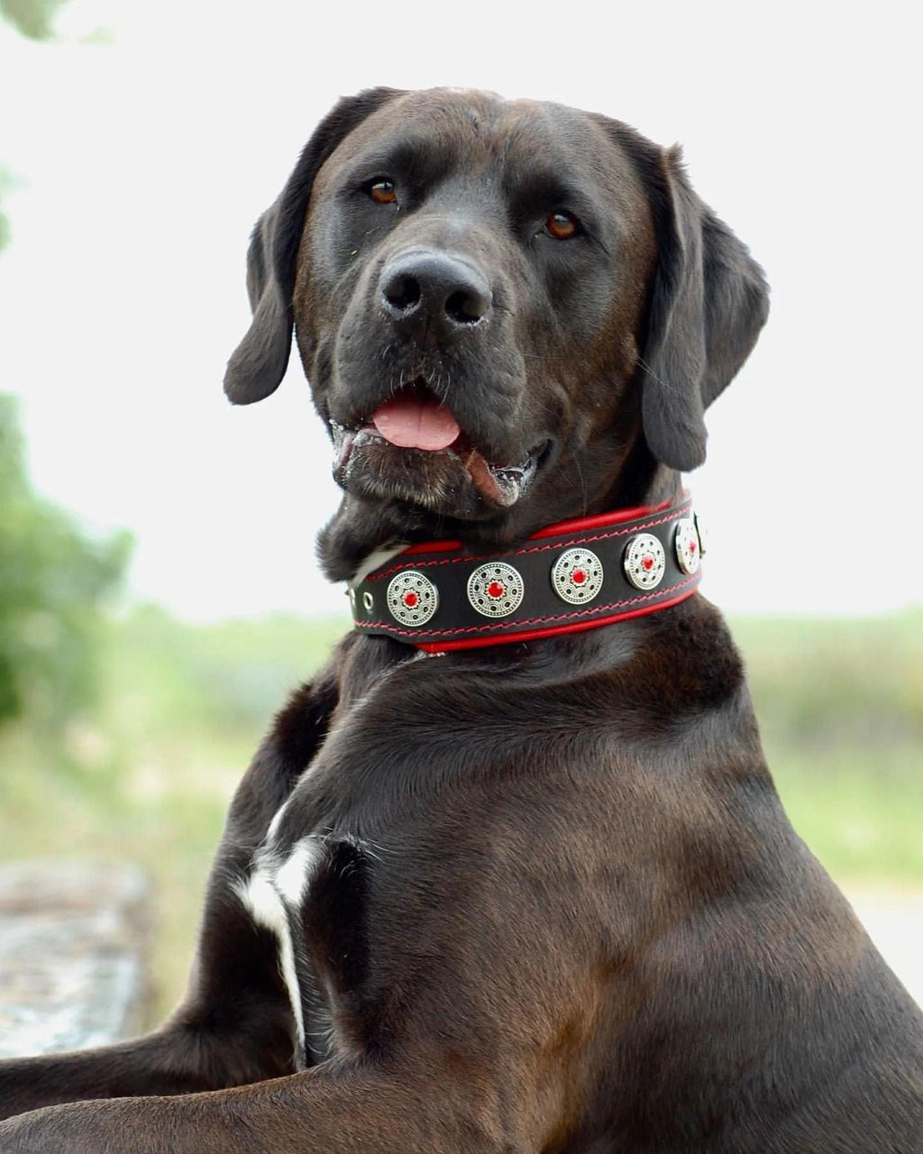"Bijou" Collar Black & Red, Bestia Premium Brand