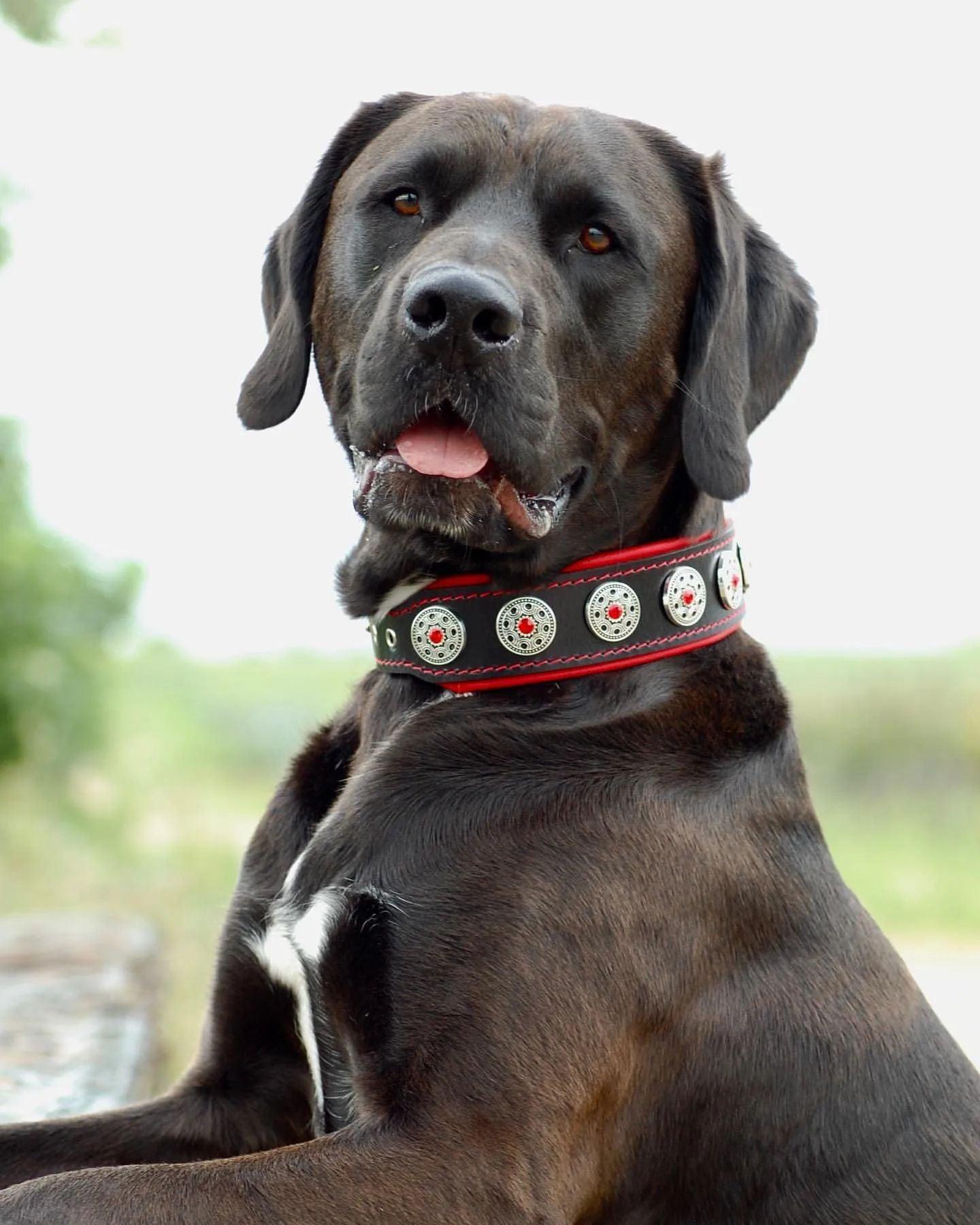 "Bijou" Collar Black & Red, Bestia Premium Brand